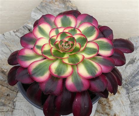 Aeonium 'Chanel' .